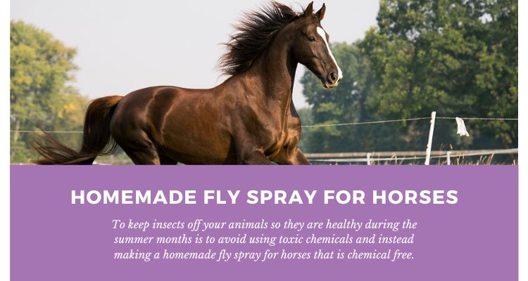 Homemade fly spray for horses