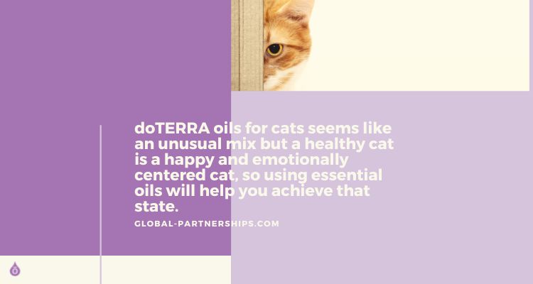 doTERRA oils for cats